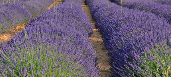 Campo de lavanda - La dehesa de los llanos