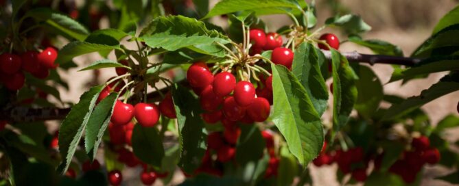 Cerezas Corazón de Pichón Dehesa de Los Llanos