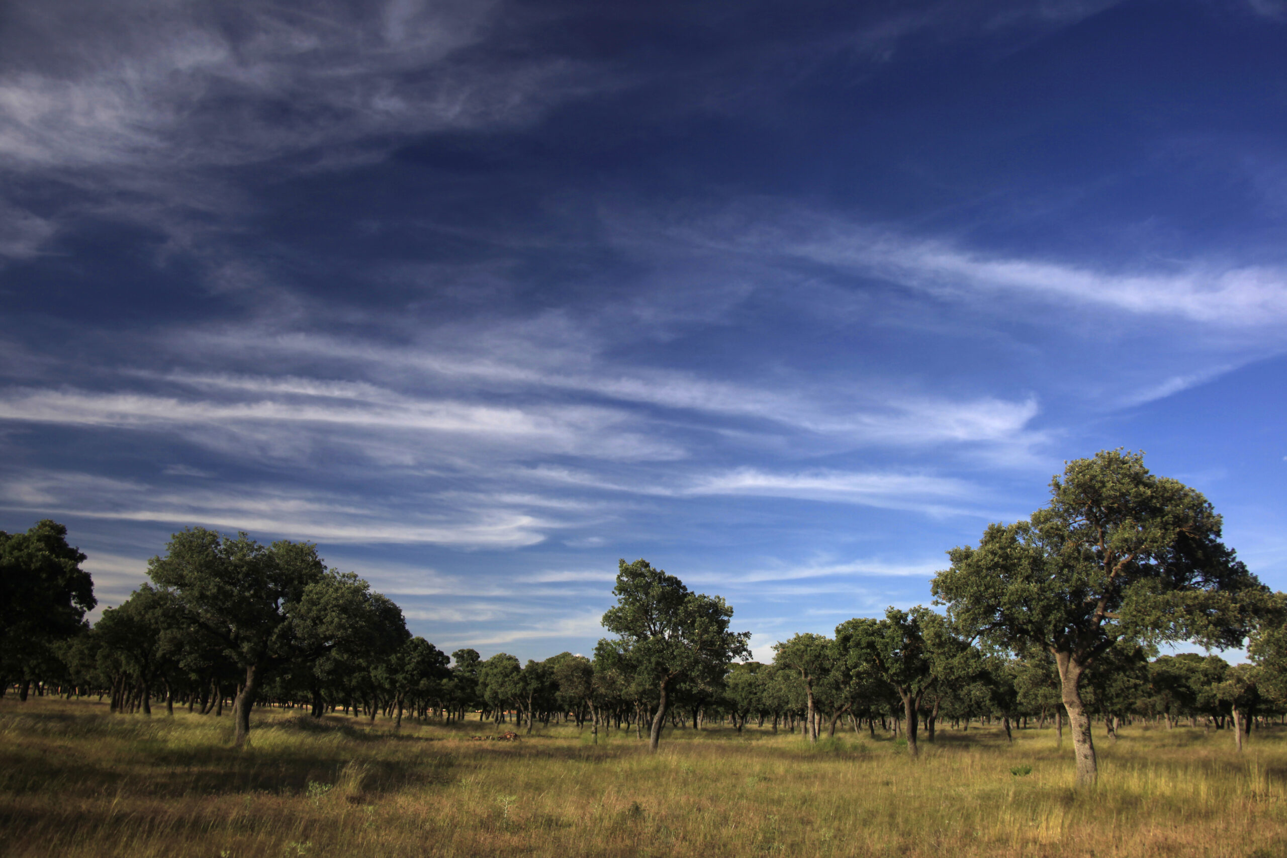 la historia de dehesa los llanos en Albacete