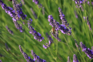 campos de lavanda