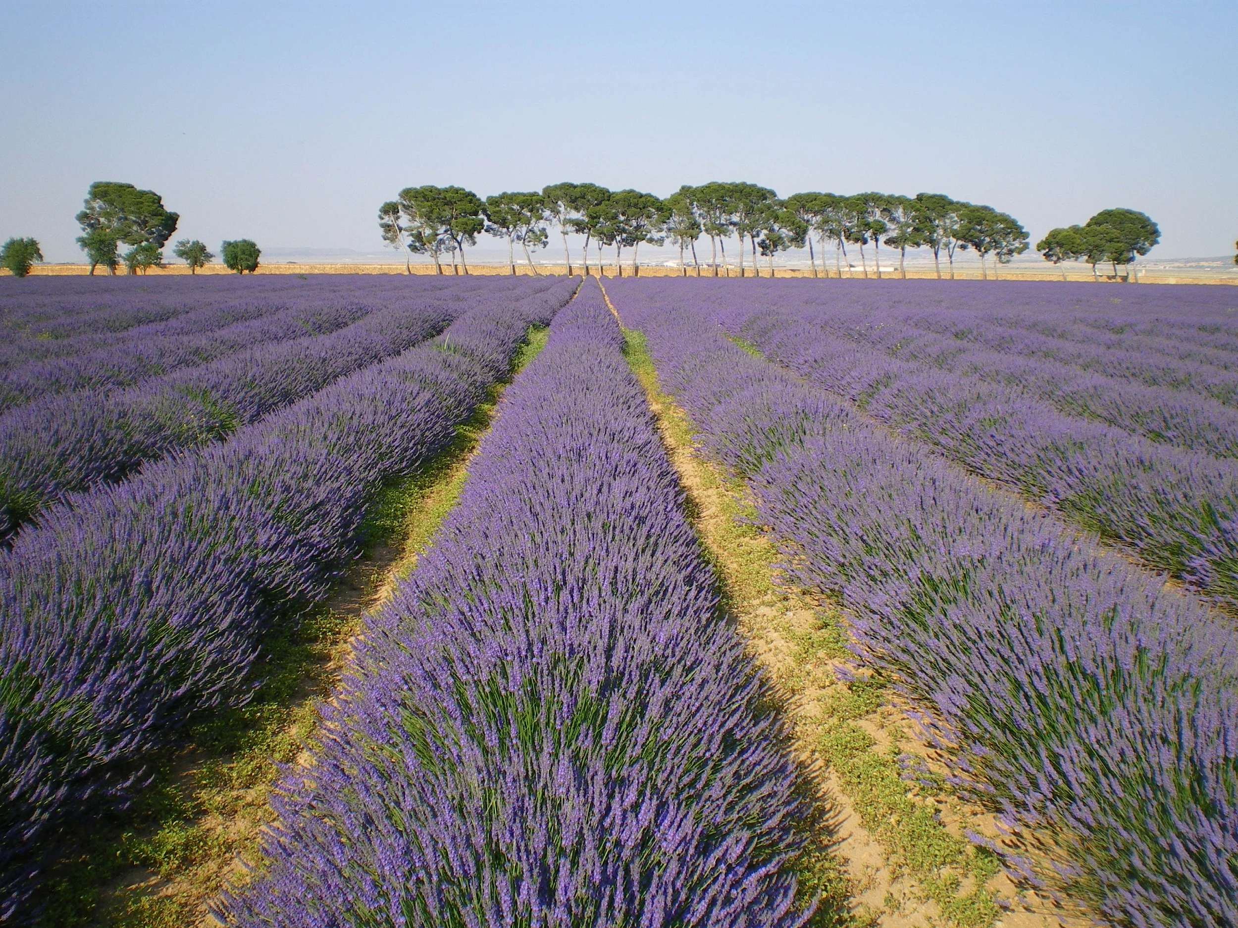 the history of dehesa los llanos in Albacete